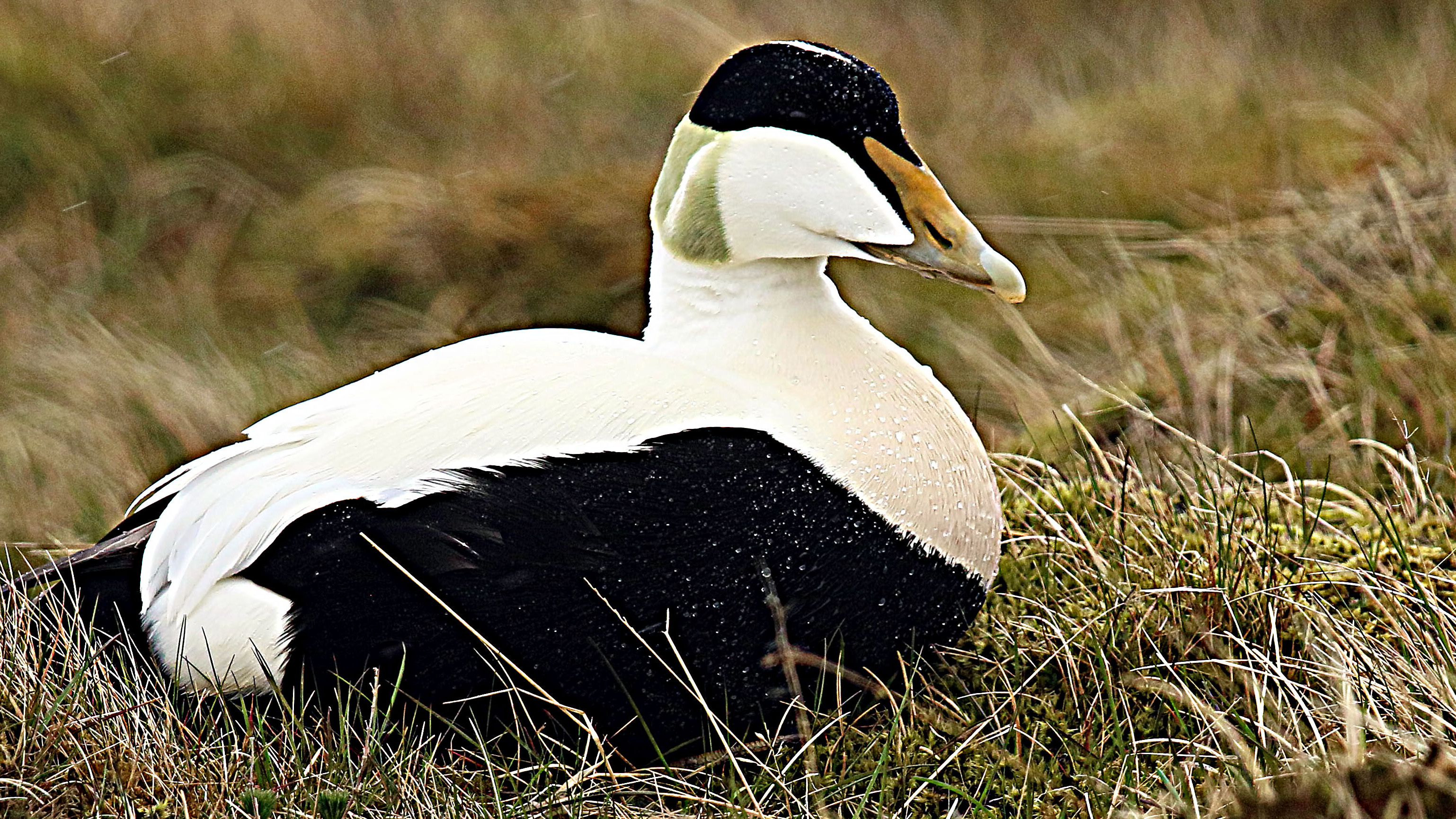 Common Eider